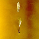 Illustration for article titled Plants Rapidly Evolve New Reproductive Systems in Cities